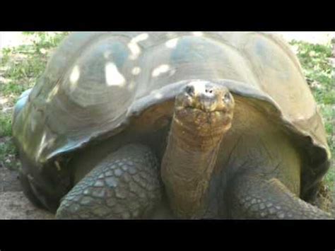  The Tale of the Talking Tortoise: Unveiling Ancient Thai Wisdom Through Animal Metaphors! 